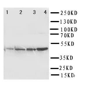 PDK2 Antibody (aa379-392)