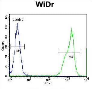 Polyclonal Rabbit anti-Human RTN4IP1 / NIMP Antibody (aa335-363, IHC, WB)