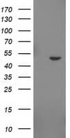 IDO2 / INDOL1 Antibody (clone OTI1A4)
