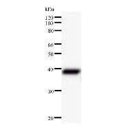 UTP3 / CRLZ1 Antibody (clone 2950C2a)