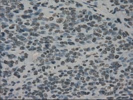 Monoclonal Mouse anti-Human PRKY Antibody (clone OTI2E9, Carrier-free, IHC, IF, WB)