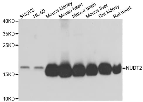 NUDT2 Antibody