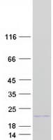 Human HIST1H2BJ Protein (Recombinant Myc-DDK (Flag))