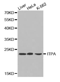 ITPA Antibody
