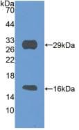 Mouse SIRT3 / Sirtuin 3 Protein (Recombinant His, N-Terminal)