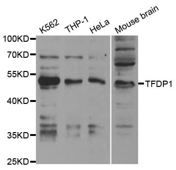 TFDP1 Antibody