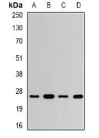UCHL3 Antibody