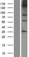 ADGRE2 / EMR2 Protein (Over-Expression Lysate Myc-DDK (Flag))