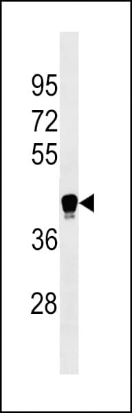 LILRA6 Antibody (aa142-169)