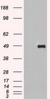 SIGLEC9 Antibody (clone OTI3G8)