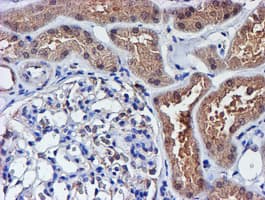 SMS / Spermine Synthase Antibody (clone OTI3C9)