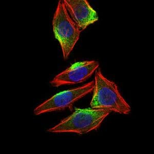 CAMK4 / CaMK IV Antibody (Amino Acid: 35-292, clone 8C5B8)