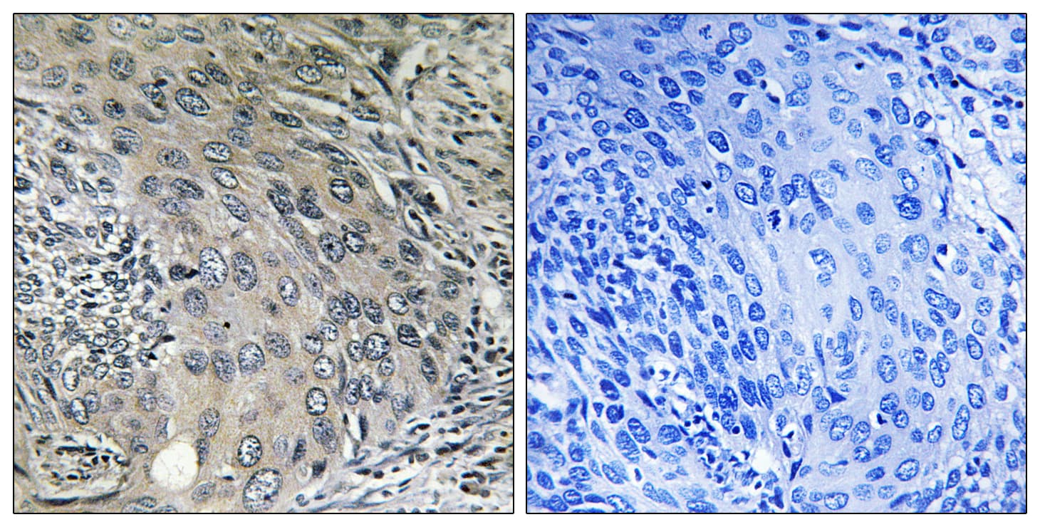COPZ1 Antibody (aa11-60)