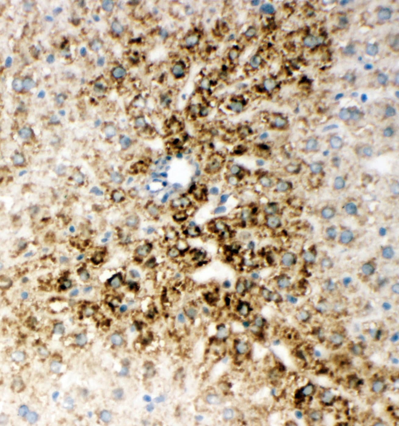 Polyclonal Rabbit anti-Human ONECUT1 / HNF6 Antibody (aa187-203, IHC, WB)