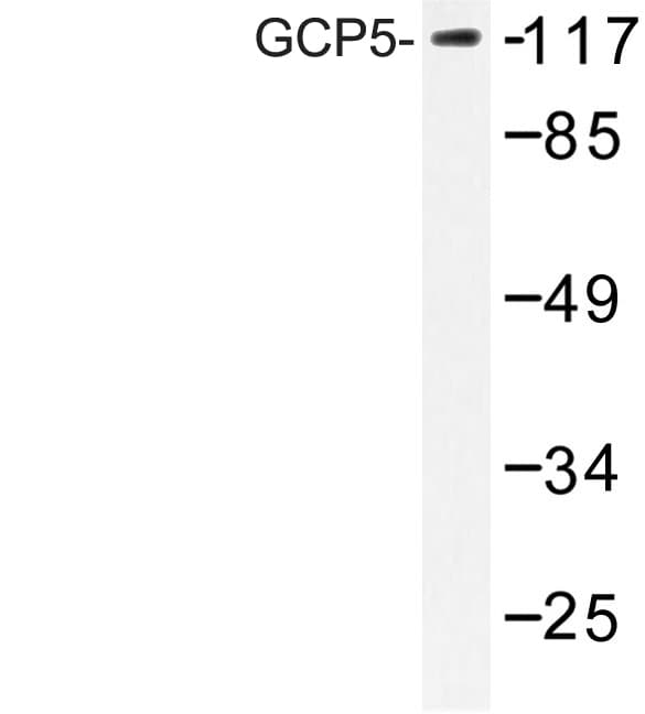 TUBGCP5 / GPC5 Antibody (Ile779)