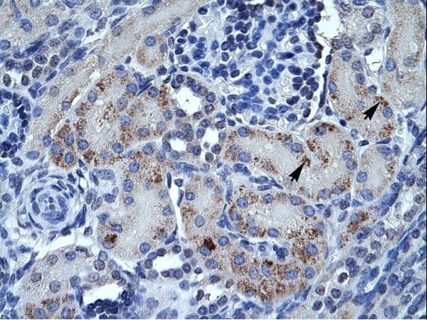 SPP1 / Osteopontin Antibody (C-Terminus)