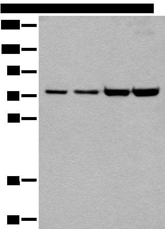 MTA2 Antibody