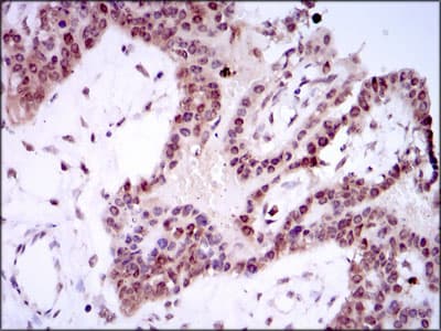 SPIB Antibody (clone 4G5)