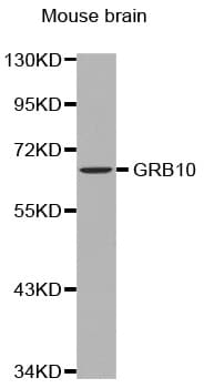 Polyclonal Rabbit anti-Human GRB10 Antibody (WB)