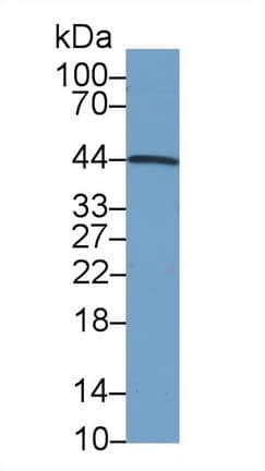 INHA / Inhibin Alpha Antibody