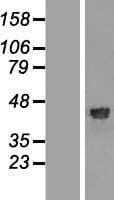 RFC4 Protein (Over-Expression Lysate Myc-DDK (Flag))