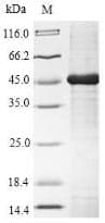 Macaque GLA / Alpha Galactosidase Protein (Recombinant 10His, N-terminus)