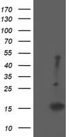 EIF5A2 Antibody (clone OTI6F7)