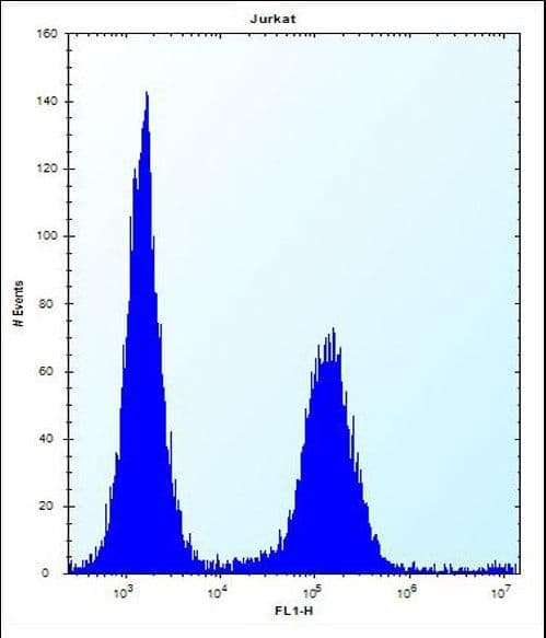 ENOX2 Antibody (aa1-30)