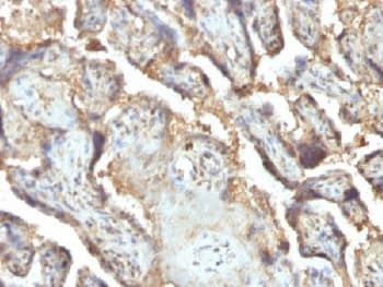 LGALS13 / Galectin 13 Antibody (clone PP13/1165)