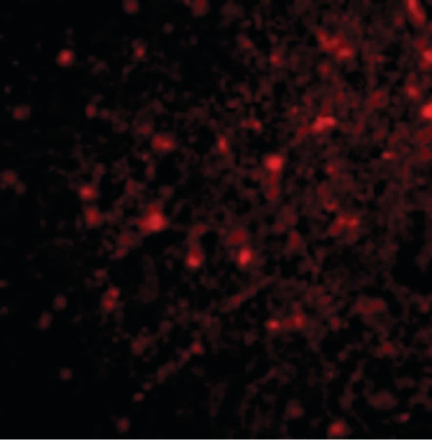 IHC-plus™ HAP1 Antibody