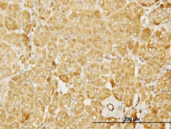 WASL / N-WASP Antibody (clone 5F4)