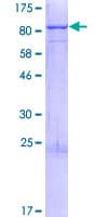 Human IRF2BP1 Protein (Recombinant GST)