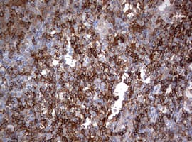 Monoclonal Mouse anti-Human CD4 Antibody (clone OTI1G10, IHC, WB)