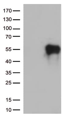 HAVCR2 / TIM-3 Antibody (clone OTI1E2, Carrier-free)