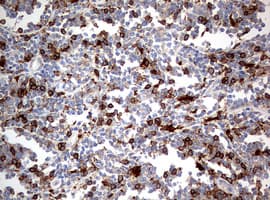 Monoclonal Mouse anti-Human CD4 Antibody (clone OTI1G10, IHC, WB)
