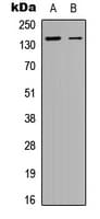 SPAG5 / MAP126 Antibody (N-Terminus)