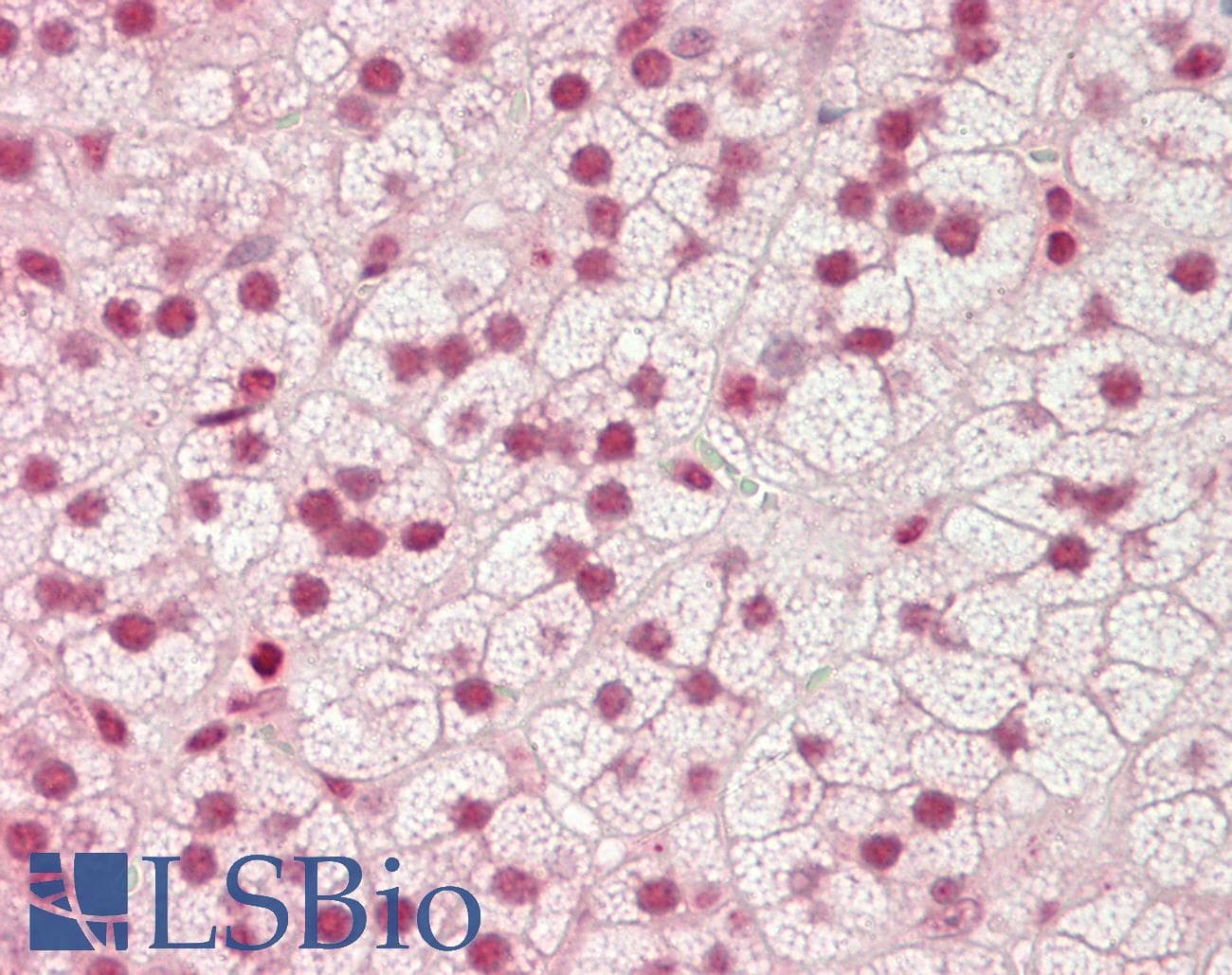 HMG2 / HMGB2 Antibody (aa107-156)
