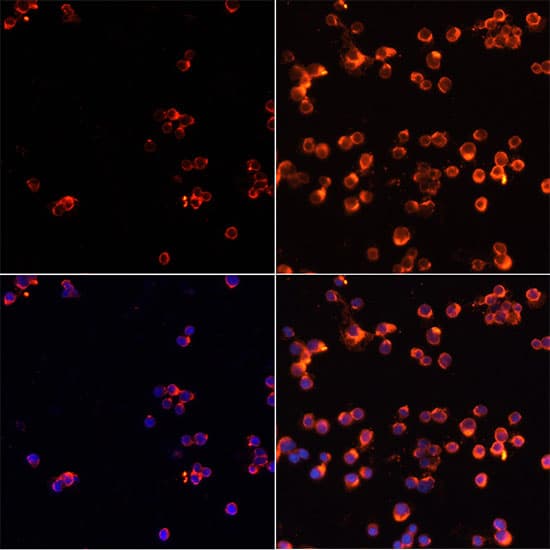 CASP3 / Caspase 3 Antibody