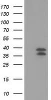 VSIG2 Antibody (clone OTI1H2)