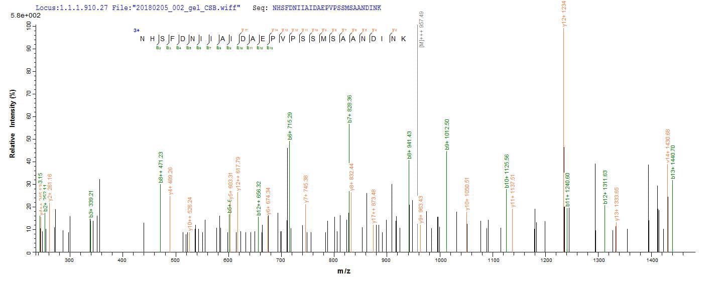 Schizosaccharomyces pombe fap2 Protein (Recombinant 10His, N-terminus + Myc, C-terminus)