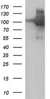 Monoclonal Mouse anti-Human ICAM3 / CD50 Antibody (clone OTI1F2, WB)