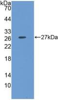 CLU / Clusterin Antibody (aa229-446)