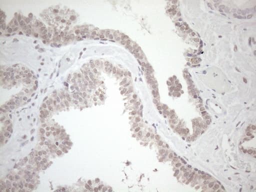 HSF2 Antibody (aa74-324, clone OTI3E1)