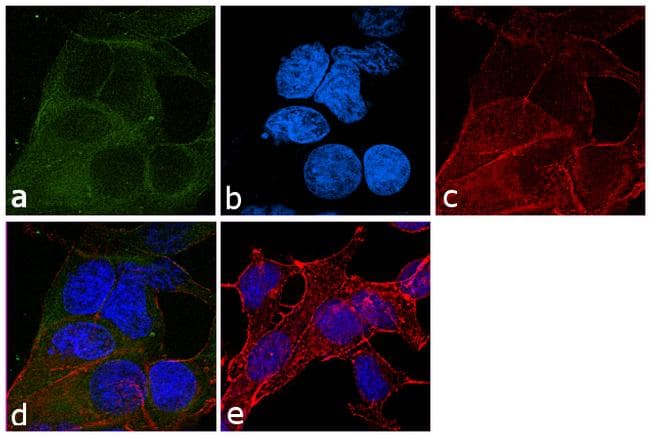 Alpha Tubulin Antibody (clone TU-02)