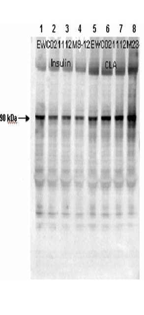 GYS1 / Glycogen Synthase Antibody (phospho-Ser641)