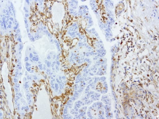 Vimentin Antibody (aa210-466, clone UMAB159)