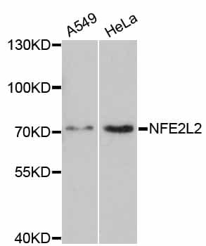 NFE2L2 / NRF2 Antibody