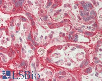 SFRS7 / 9G8 Antibody (N-Terminus)