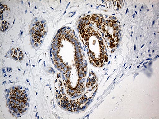 MTX2 Antibody (clone OTI2E9)