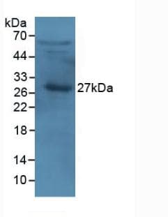 APOA1 / Apolipoprotein A 1 Antibody (Cy3)